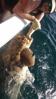 Bear Hull Fishing Charters Bradenton Fishing Guides fishing Wrecks 