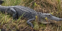 Swampdog Tours Everglades Fishing Guides | Gator Night Trips fishing Flats 