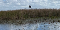 Swampdog Tours  Everglades Fishing Trips | Sand Bar Excursions at Whiskey Creek fishing Inshore 