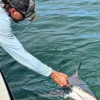 A.B.Offshore Shark Trip fishing Offshore 