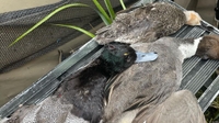 Nauti Hookers Guide Service Duck Hunting in Texas hunting Bird hunting 