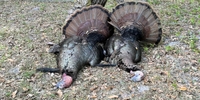 Hustons Outdoor Adventures Florida Turkey Hunt | 3 Days Turkey Hunt  hunting Active hunting 