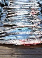 Four Seasons Guide Service New Bern, NC King Mackerel & False Albacore Fishing fishing Offshore 