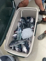 Bloodline Fishing Charters Cape Cod Fishing Charters fishing Inshore 