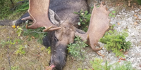 Swamp Fox Guide Service Hunting Maine | 1 To 5 Days Hunting Trip  hunting Active hunting 