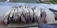 Lake Erie Walleye Fishing Charters Lake Erie Fishing Charter | 7 Hour Yellow Perch  Fishing Trip fishing Lake 