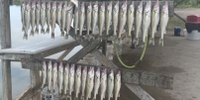 Lake Erie Walleye Fishing Charters Charter Fishing in Lake Erie |  4 Hour Charter Trip fishing Lake 