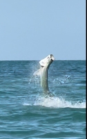 Recess Sport Fishing Jacksonville, FL 5 Hour  Tarpon and Shark Trip fishing Offshore 