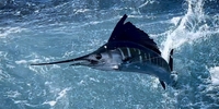 Killin' Time Charters Charter Fishing Florida | 10 Hour Swordfish Charter Trip fishing Inshore 