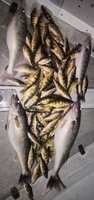 Savage Pursuit Guide Service PERCH CHARTER TRIPS | 4 To 10 Hour Charter Trip - Monroe fishing Lake 