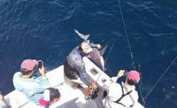 Hook'n Up Sportfishing Florida Shark Fishing fishing Offshore 