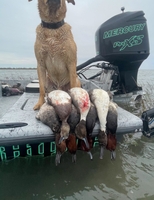 Trophy Tails Fishing Duck Hunting in Rockport TX hunting Hunting from Blinds 
