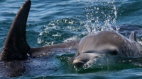 Skinny Water Charters Charleston, SC 2 Hour Dolphin Cruise fishing Inshore 
