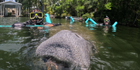 Scalloping & Tours with Seadaddys Dive Center Manatees Crystal River | Private Mania Manatee Tour  water_sports Snorkeling 