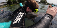 Scalloping & Tours with Seadaddys Dive Center Crystal River Florida Manatees | Shared Manatee Adventure  water_sports Snorkeling 