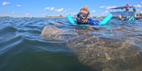 Scalloping & Tours with Seadaddys Dive Center Crystal River Manatees | Shared VIP All Inclusive Manatee Tour  water_sports Snorkeling 