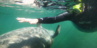 Scalloping & Tours with Seadaddys Dive Center Crystal River Manatee | Shared Classic Manatee Tour  water_sports Snorkeling 