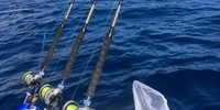 DP Expeditions 5 Hour And 8 Hour Kite Fishing Florida  fishing Offshore 