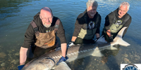 Kilby Lodge - Sturgeon Adventures Fraser River Sturgeon | 4 To 8 Hour Charter Trip fishing River 