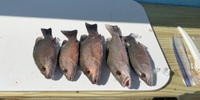 Shrimp Slingers Fishing & Gigging Charters  Stuart Fishing Charters | Inshore AM Trips fishing Inshore 