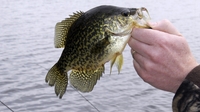 Reel N Time Fishing Charters II (Weekend Availability) Crappie Fishing Clarks Hill With Captain Tyler fishing Lake 
