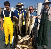 Captain Ron's Fishing Charters Montauk Offshore Cod / Wreck Fishing fishing Offshore 