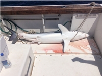 Captain Ron's Fishing Charters Montauk Shark Fishing fishing Offshore 