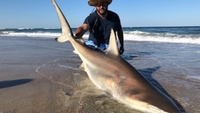 Charleston Shark and Surf Fishing Fishing Folly Beach | 3 or 4 Hour Light Tackle Fishing fishing Inshore 