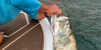 Fish The Burg Charters Fishing Charters St Pete | 	Half Day And Full Day Tarpon Adventures fishing Inshore 