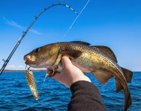 Island Service Rental Halifax Harbour Fishing | 4 HR Private Trip fishing Inshore 