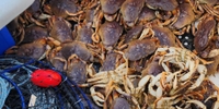 Addictive Sport Fishing San Francisco Charter Fishing | Crab Only fishing Inshore 