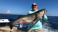 Osprey Sportfishing Charters CT Striper Fishing fishing Inshore 