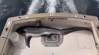Osprey Sportfishing Charters Shark Fishing Connecticut fishing Offshore 