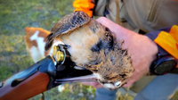 Maine Upland Guide Service Fully Guided Grouse and Woodcock Hunt - Multi-Day hunting Bird hunting 