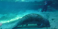 Nature's Adventure Center Manatees Crystal River | Private Manatee Tour Mania  water_sports Snorkeling 