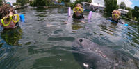 Nature's Adventure Center Crystal River Manatee | Shared Manatee Tour Classic  water_sports Snorkeling 