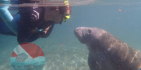 Nature's Adventure Center Crystal River Swimming With Manatees | Private Manatee Tour VIP water_sports Snorkeling 