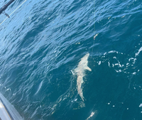 Landing Zone Fishing Charters Florida Shark Fishing Charters  fishing Inshore 
