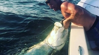 Somewhere South Fishing Charters A Fisherman's Dream: 4 Hours of Tarpon in St. Petersburg fishing Inshore 