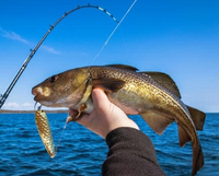 Little Falls Fishing Charters Fishing Charter Maine | Private - 8 Hour Groundfish Trip fishing Offshore 