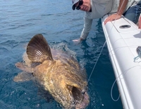 Colossal Catch Half Day Prime Fishing Trip - Fort Pierce, FL fishing Inshore 
