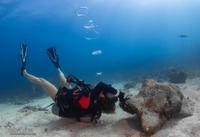 Conch Republic Divers Advanced Open Water Scuba Dive Class water_sports Scuba Diving 