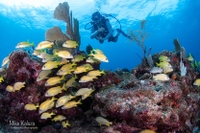 Conch Republic Divers Dive Training | Discover Scuba Program water_sports Scuba Diving 
