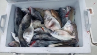 Strike 2 Fishing Charters Spring Cape Cod Fishing Charter | 8HRS Inshore Fishing Bass and Scup fishing Inshore 