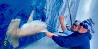 Superfish Charters Shark Fishing — Marathon, FL fishing Inshore 
