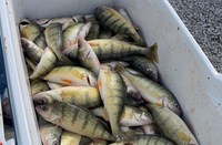 Erie West Sportfishing Lake Erie Fishing Charter | Private - 5 Hour Seasonal Trip fishing Lake 