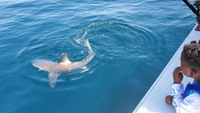 Flowing Water Charters Shark Fishing in Destin (Flowing Water Charters) fishing Offshore 