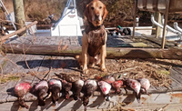 South Bound Obx Outfitters Outer Banks Waterfowl | 6 Hour Hunting Trip  hunting Active hunting 