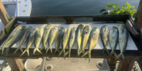 Snap Em Up Fishing Fishing In Islamorada | 6 To 8 Hour Charter Trip  fishing Offshore 