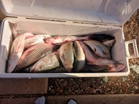 CHOKE EM Guide Service Bass Fishing Guides in Texas | Striper Fishing Trip for 2-3 People fishing Lake 
